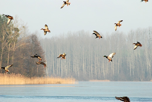 Kaczki krzyżówki na jeziorze Wysokie Brodno