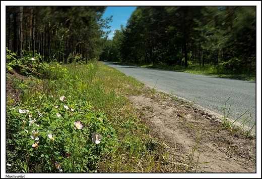 Murowaniec - z moich wypraw rowerowych _ Natura 2000