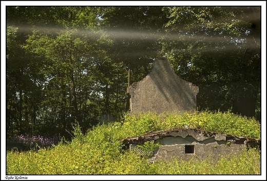 Dbe Kolonia - pozostao po cmenatrzu ewangelickim _szlak Natura 2000