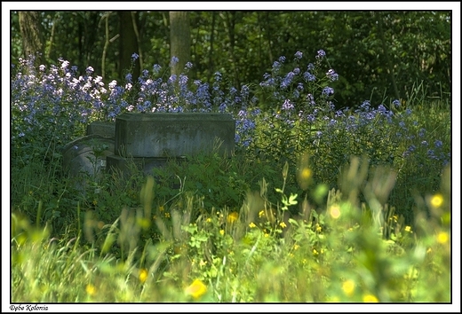 Dbe Kolonia - pozostao po cmenatrzu ewangelickim _szlak Natura 2000