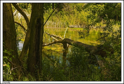 Cierpiatka - Natura 2000 _ w dolinie rzeki Swdrni