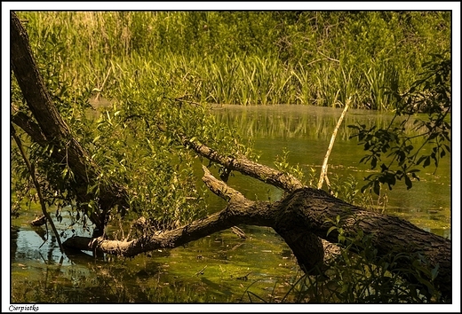 Cierpiatka - Natura 2000 _ w dolinie rzeki Swdrni