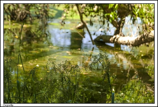 Cierpiatka - Natura 2000 _ w dolinie rzeki Swdrni