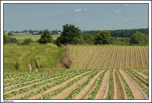 Ndzerzew - Natura 2000 _  widok na pola w dolinie Swdrni