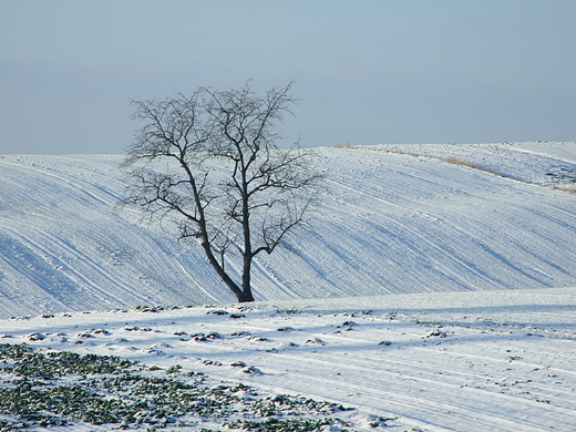 Zalesiaskie stoki