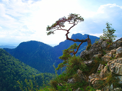 Pieniny. Sokolica ( 747 m n.p.m.) ze synn sosn