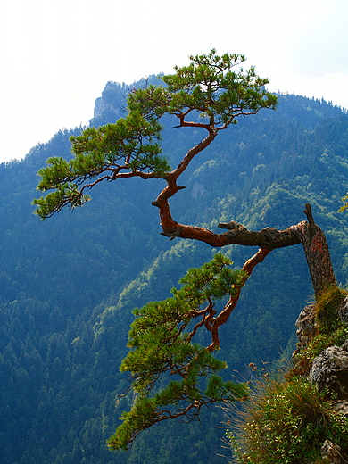 Pieniny. Samotna sosna na Sokolicy ( 747 m n.p.m.)