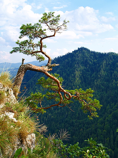 Pieniny. Na Sokolicy (747 m n.p.m.)