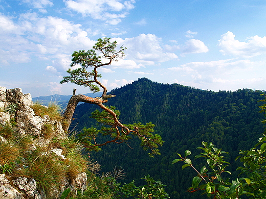 Pieniny. Sokolica (747 m n.p.m.)