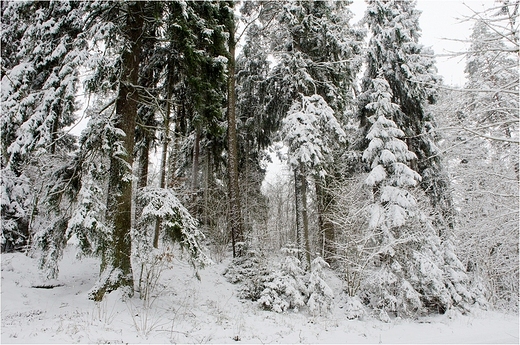 Zima na Suwalszczynie_2015