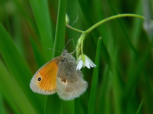 Strzpotek ruczajnik Coenonympha pamphilus