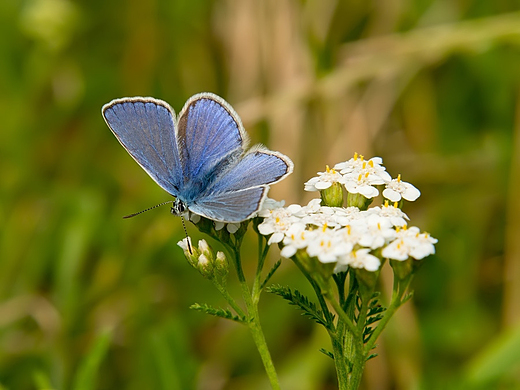 Modraszek ikar Polyommatus icarus