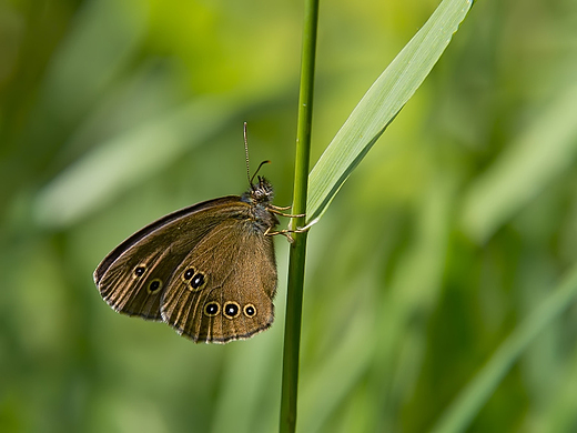 Przestrojnik trawnik Aphantopus hyperantus