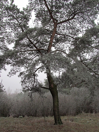 Bajkowy wygld