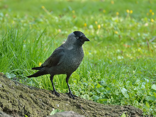 Kawka Corvus monedula