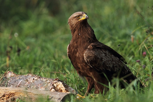 Orlik krzykliwy Aquila pomarina