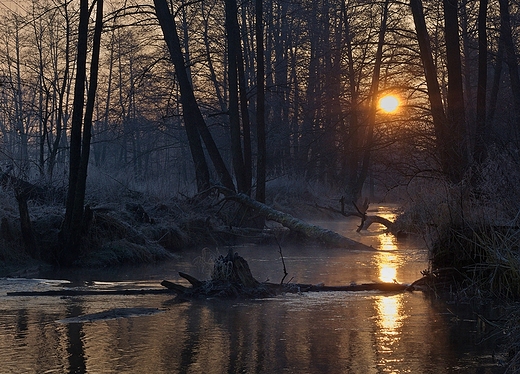 Wieprz w okolicy Bondyrza. Roztocze