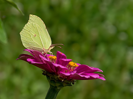 Listkowiec cytrynek Gonepteryx rhamni