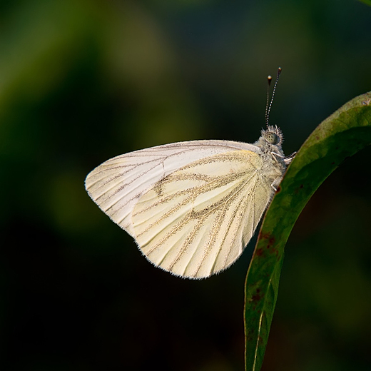 Bielinek bytomkowiec Pieris napi