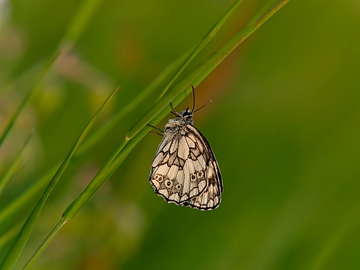 Polowiec szachownica Melanargia galathea