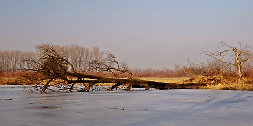 Natura w zimowym nie.