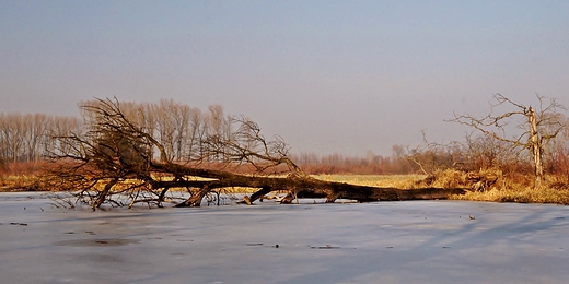 Natura w zimowym nie.