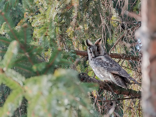 Uszatka Asio otus