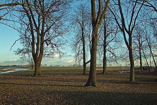 Park przykocielny