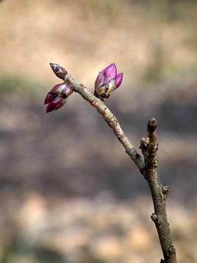 Wawrzynek wilczeyko- 28.02.2015 r.