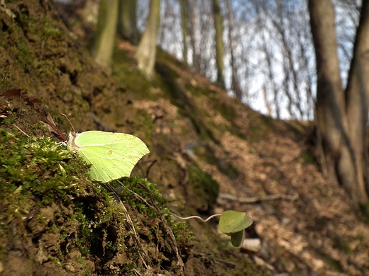 Cytrynek wiosenny-28.02.2015 r.