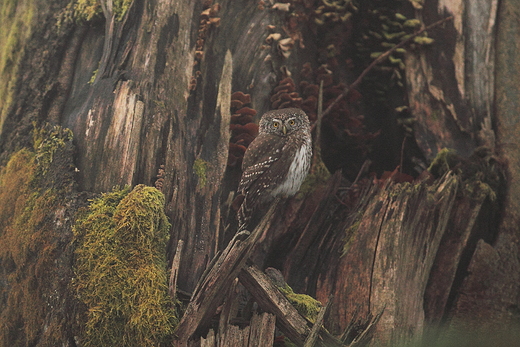 Sweczka Glaucidium passerinum