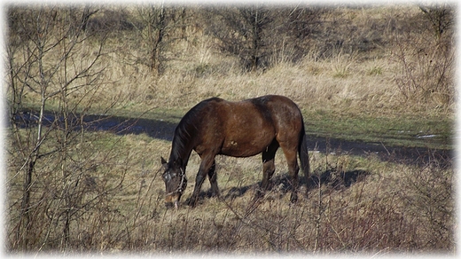 Rowerem wzdu Odry- spotkane po drodze