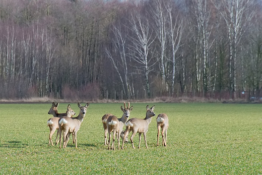 Sarna europejska Capreolus capreolus