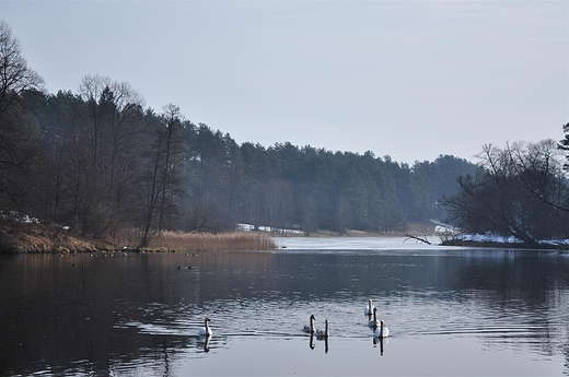 Jezioro Staw w Pocicznie