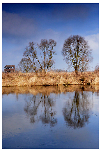 Narew