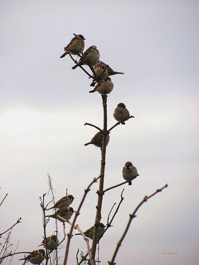 Passer montanus