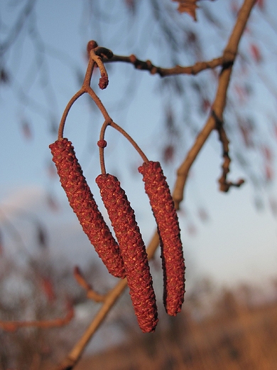 Olcha Alnus glutinosa 