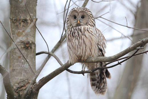 Puszczyk uralski Strix uralensis