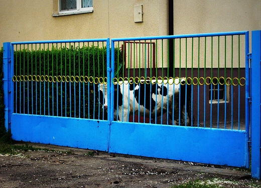 Pies przy bramie