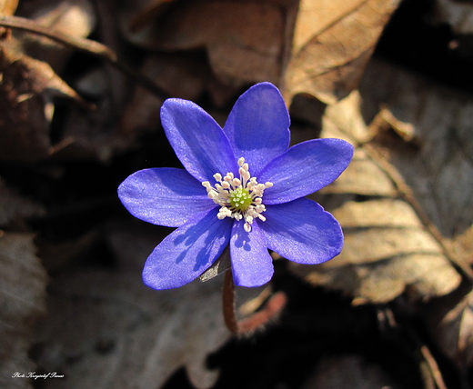 Pszylaszczka Hepatica nobilis