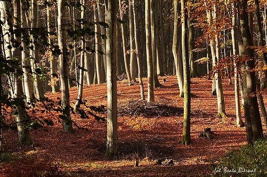 Gdask, Trjmiejski Park Krajobrazowy