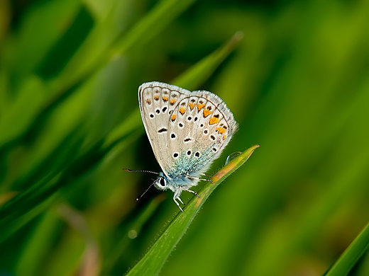 Modraszek ikar Polyommatus icarus