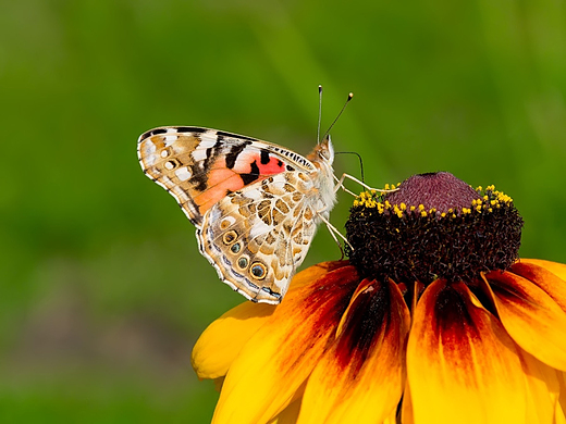 Rusaka osetnik Vanessa cardui