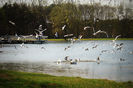 Mylcinek