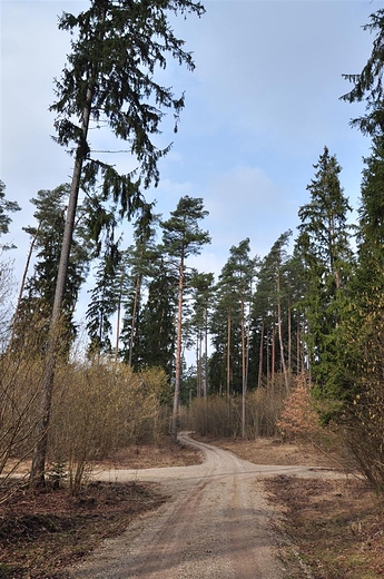 Leśne skrzyżowanie