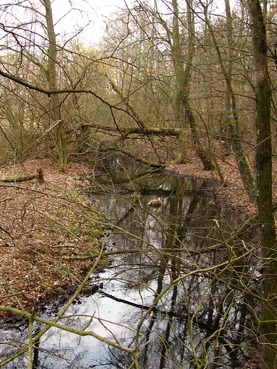 Stare koryto rzeki Siennica