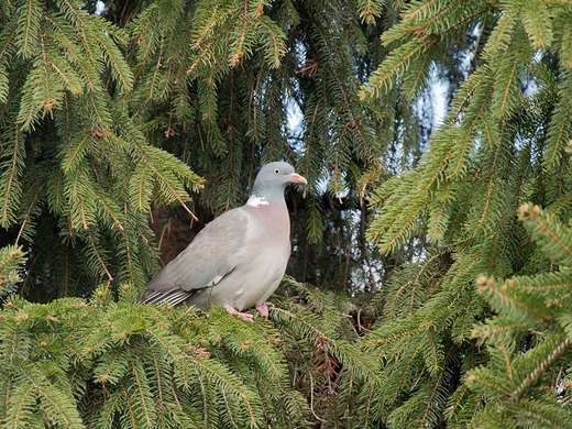 Grzywacz Columba palumbus