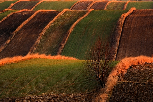 Marcowe pola. Antoniwka. Roztocze