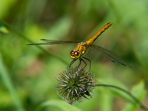 Szablak zwyczajny Sympetrum vulgatum