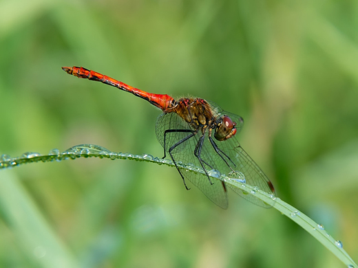 Szablak krwisty Sympetrum sanguineum